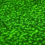 Picture of Florida Gators Putting Green Mat